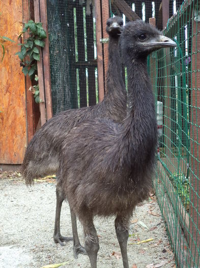  - Emu