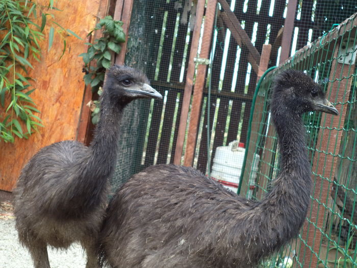  - Emu