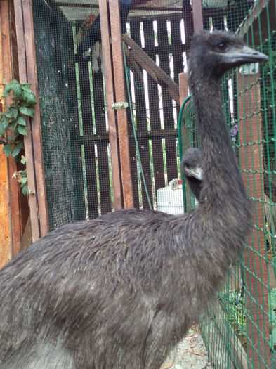  - Emu