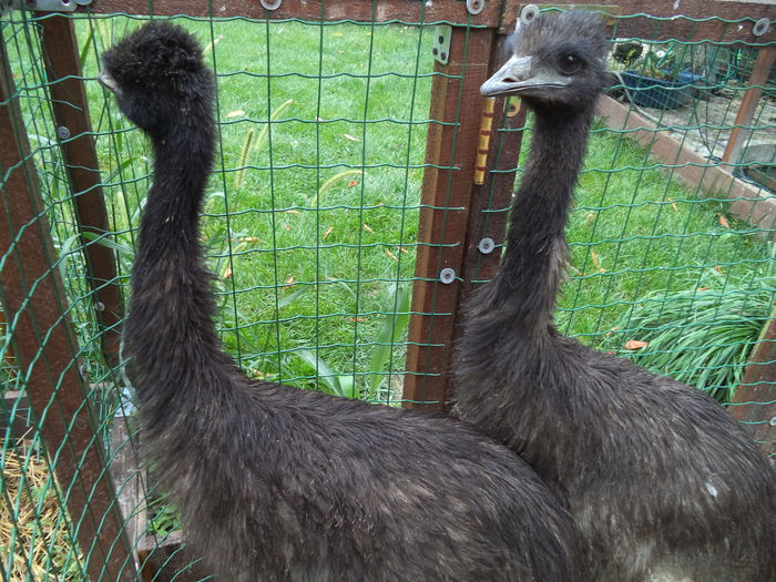  - Emu