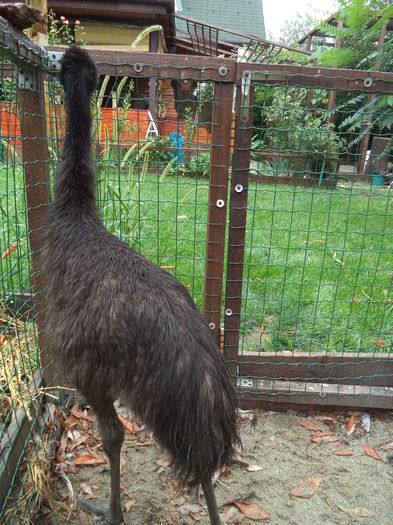  - Emu