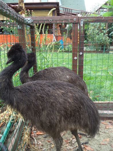  - Emu