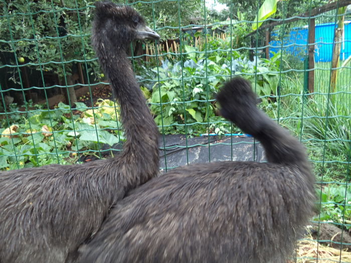  - Emu