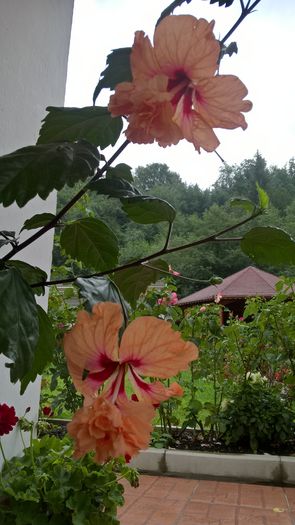 WP_20160812_13_32_42_Pro - Hibiscus El Capitolio Orange