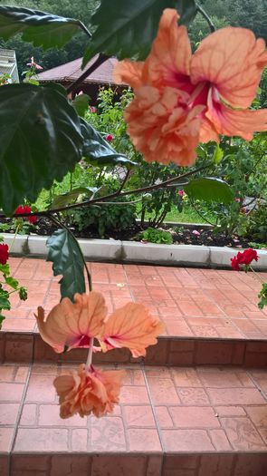 WP_20160812_13_33_06_Pro - Hibiscus El Capitolio Orange