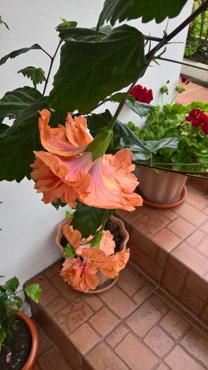 WP_20160812_13_33_11_Pro - Hibiscus El Capitolio Orange