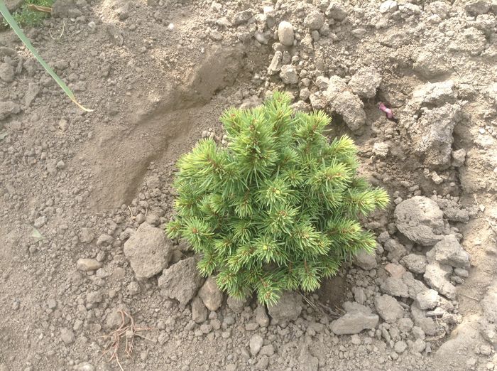Picea alberta globe