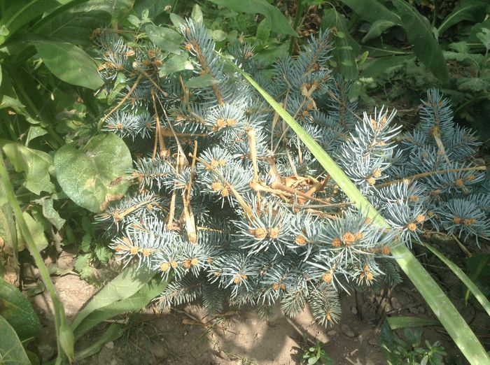 Picea globosa