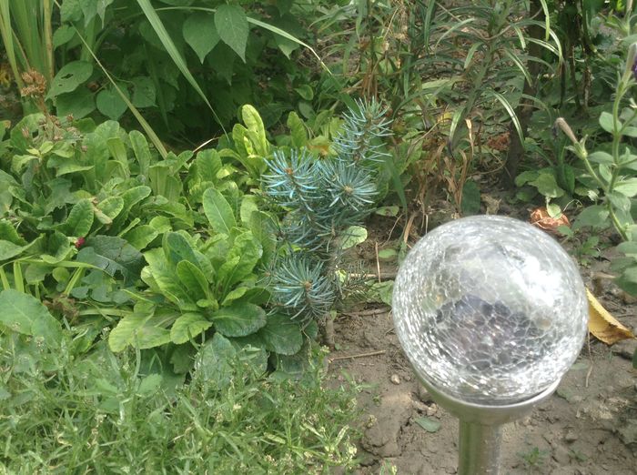 Abies concolor globosa