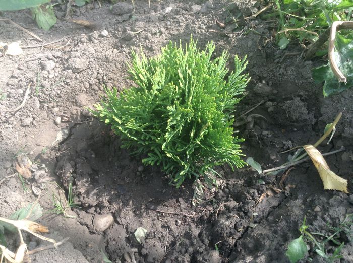 Thuja danica