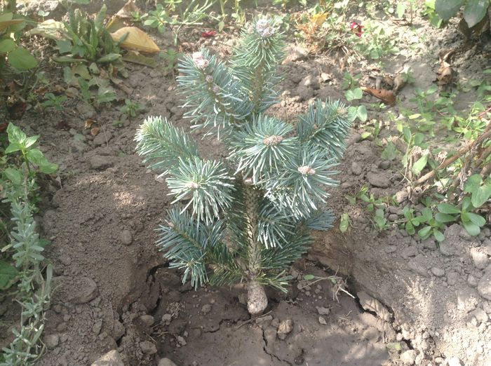Abies lasiocarpa compacta