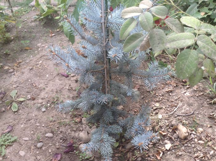 Picea hoopsi