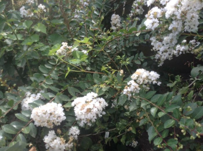 Liliac indian
