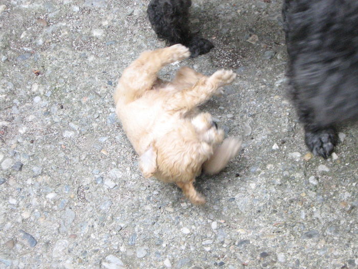 083 - MUKY_ ceva special