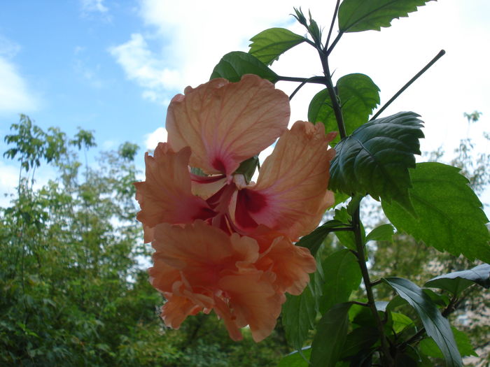 DSC06213