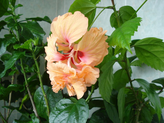 DSC06215 - FLORI 2016