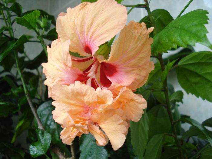 DSC06216 - FLORI 2016