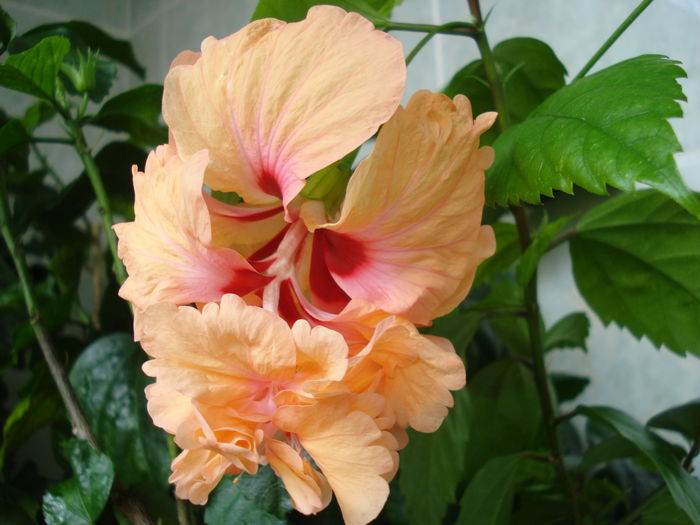 DSC06217 - FLORI 2016