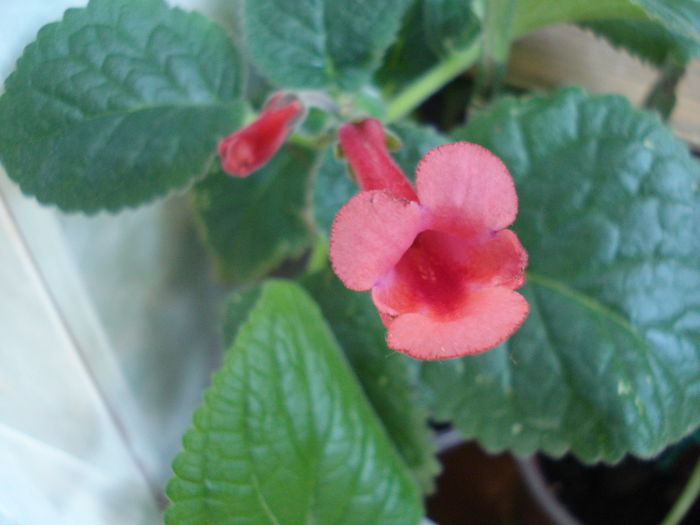 DSC06228 - FLORI 2016