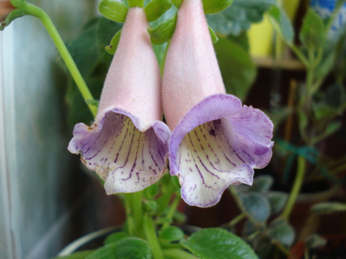 DSC06229 - FLORI 2016