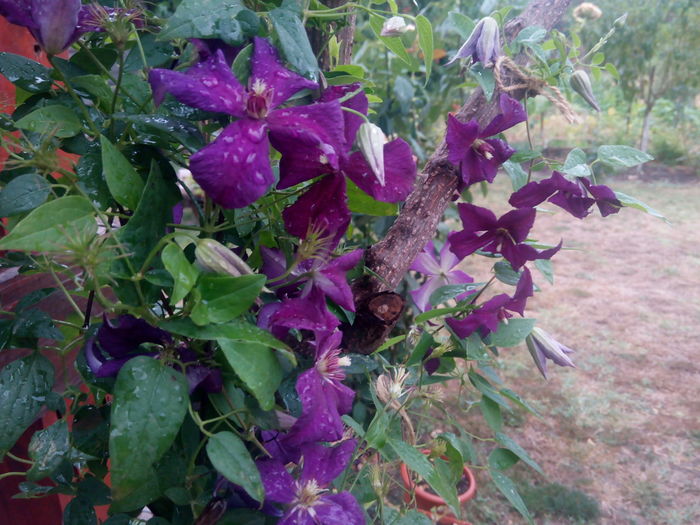 12 aug-Etoile violette - clematis  2016