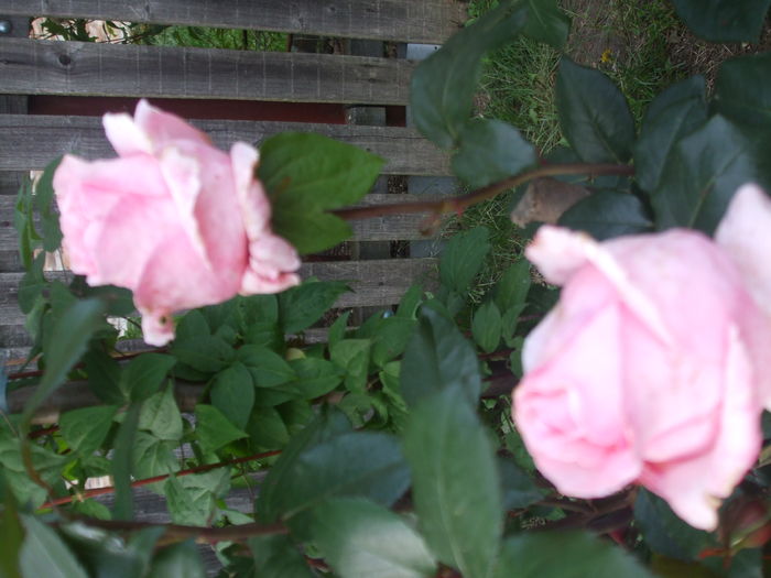 DSCF7825 - TRANDAFIRI