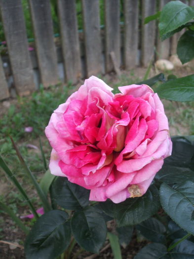 DSCF7838 - TRANDAFIRI