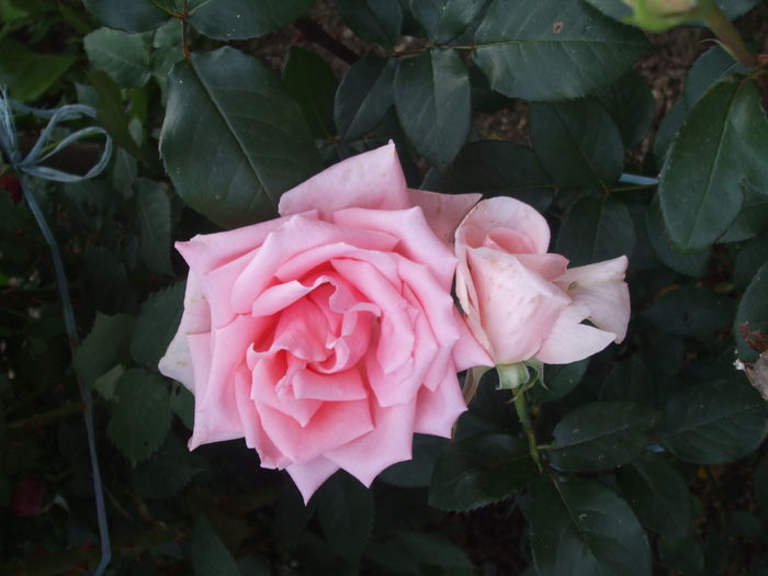 DSCF7841 - TRANDAFIRI