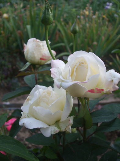 DSCF7849 - TRANDAFIRI