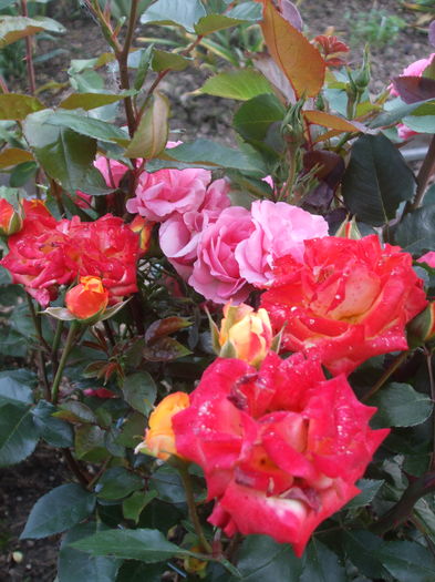 DSCF7851 - TRANDAFIRI