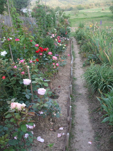 DSCF7862 - TRANDAFIRI