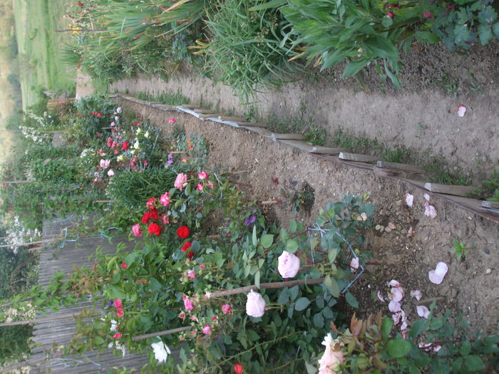 DSCF7863 - TRANDAFIRI