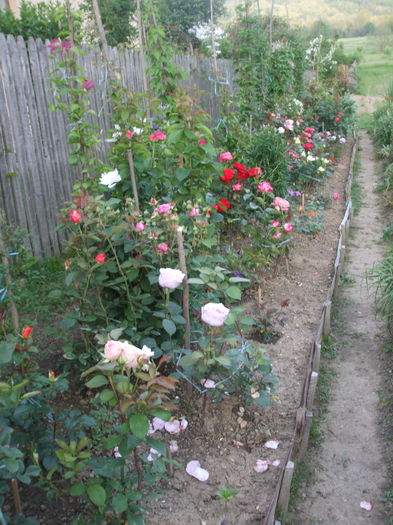 DSCF7864 - TRANDAFIRI