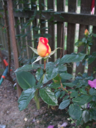 DSCF7868 - TRANDAFIRI