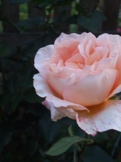 DSCF7870 - TRANDAFIRI