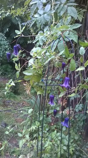 WP_20160812_032 - CLEMATITE