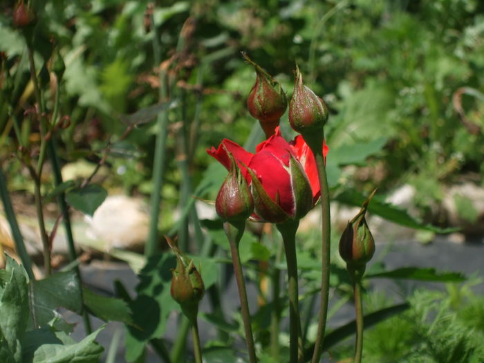 DSCF7918 - TRANDAFIRI