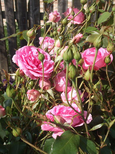 DSCF7959 - TRANDAFIRI