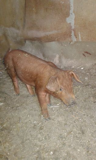 20160812_193754 - Duroc