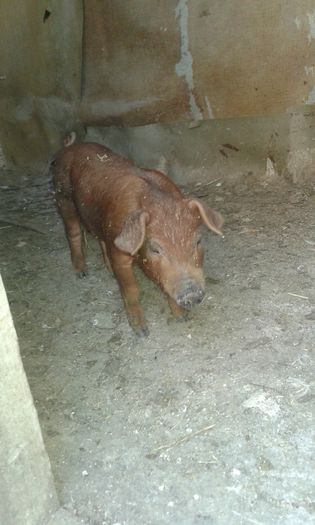 20160812_193730 - Duroc