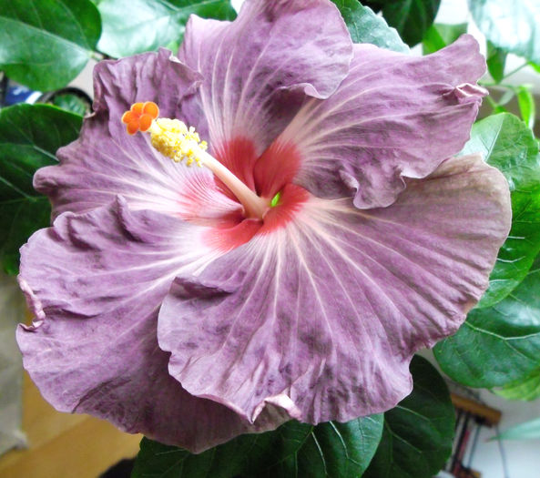 T.Lavender-Frolic - FLORI 2016