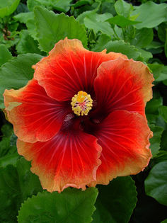 Hibiscus  Junes Dragon - HIBISCUSI IN COLECTIA MEA