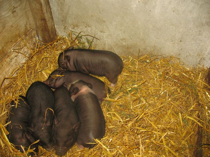 porci vietnamezi - Vand porci si vietnamezi 15lei kg viu taiat 20 lei kg si purcelusi la încărcare 200 lei buc !