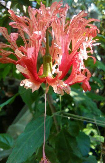 schizopetalum - Hibiscusi in colectie