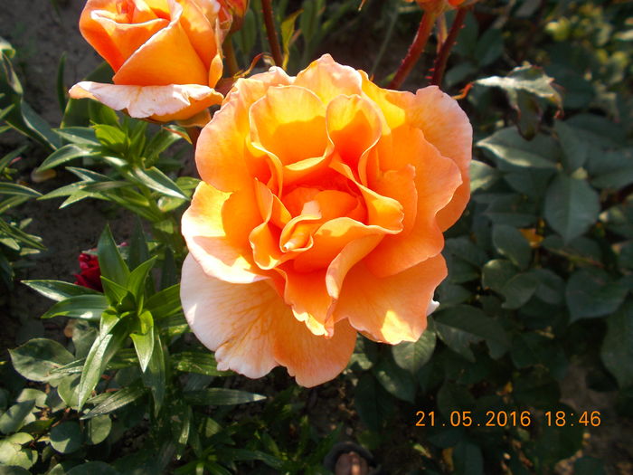 DSCN2387 - TRANDAFIRI 2016