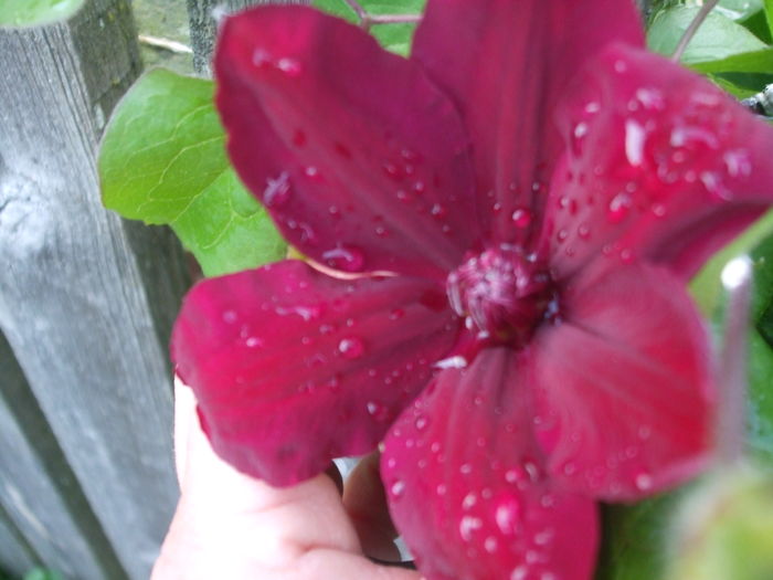  - CLEMATITE 2016