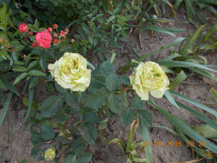 DSCN2288 - TRANDAFIRI 2016