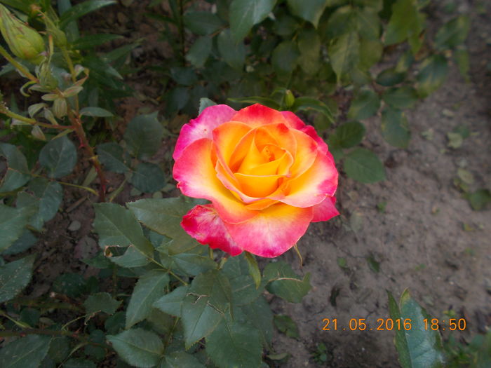 DSCN2402 - TRANDAFIRI 2016