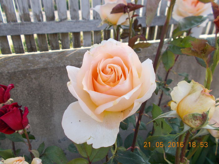 DSCN2418 - TRANDAFIRI 2016
