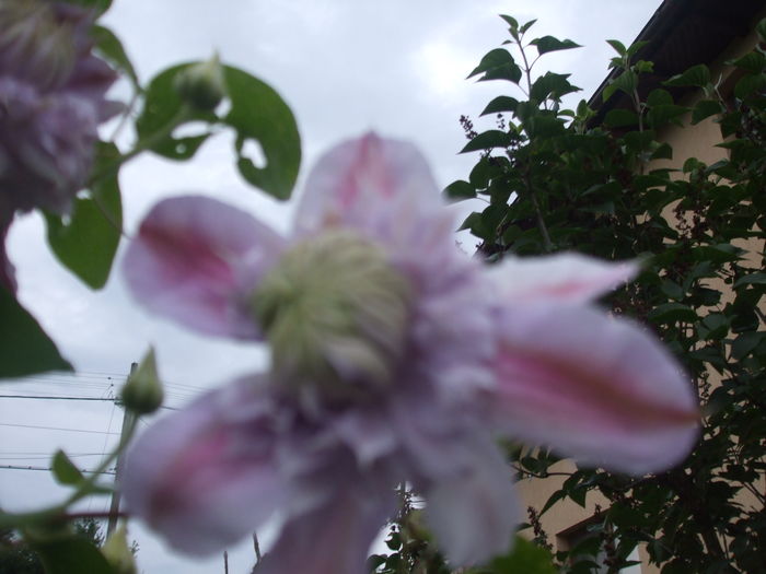  - CLEMATITE 2016
